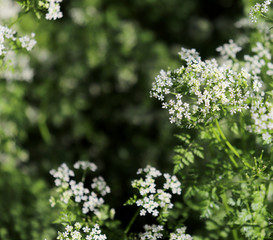 Chervil in the organic garden.Anthriscus or chervil growing in Europe and temperate parts of Asia.Anthriscus cerefolium is cultivated and used in the kitchen to flavor foods. Selective focus.