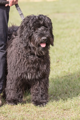 dog of the bouvier type of flanders in belgium