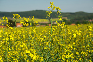 Obraz premium Das kräftige Gelb der Rapsblüte und die unterschiedlichen Grün-Töne der Wälder bestimmen derzeit die Frühlingslandschaft im Leinetal bei Friedland. 