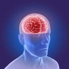 Fototapeta premium 3d illustration of the human brain anatomy