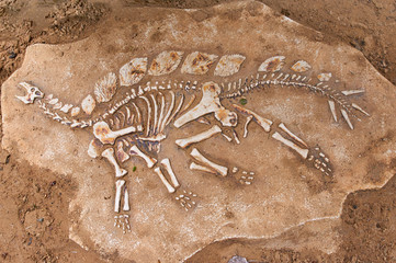 Fototapeta na wymiar Excavations of the dinosaur. The remains of the skeleton found