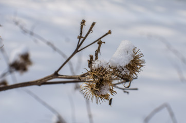 Thistle plant in winter. Plants in the winter.