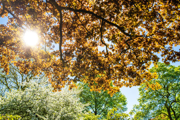 lush trees in sunlight at springtime against clear blue sky