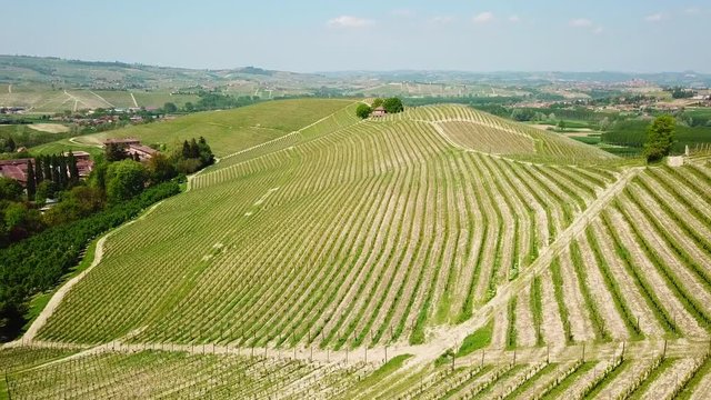 Panorama aereo delle vigne delle colline delle Langhe del Piemonte