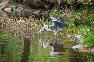 Great Blue Heron fishing in the low lake waters. (Ardea cinerea)