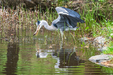 Great Blue Heron fishing in the low lake waters. (Ardea cinerea)