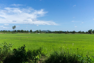 Green field and trees and blue cloud sky.