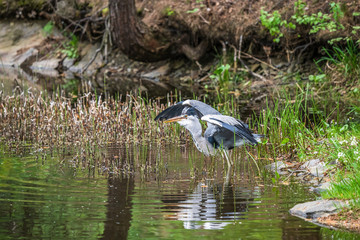 Great Blue Heron fishing in the low lake waters. (Ardea cinerea)