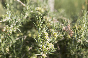 rosemary