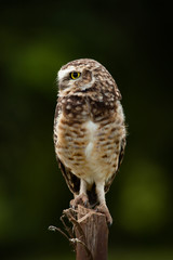 Portrait of a cute Burrowing Owl (Athene cunicularia) sitting on a pole against blurred forest background in a sunny day. Environment concept. Brazil.