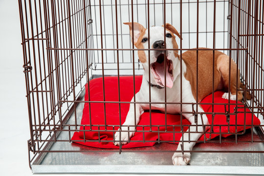 Dog in cage. Isolated background. Happy AST American staffordshire terrier misses owner.