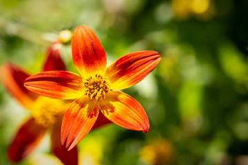 Fototapeta premium Red and yellow flower during a spring sunny day