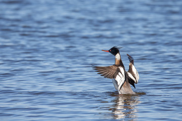Red-breasted Merganser Looking Excited