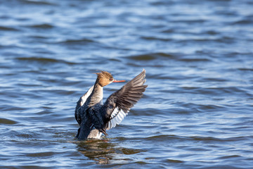 Red-breasted Merganser Looking Excited