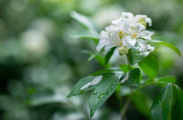 White flower, Orange Jessamine, Andaman Satinwood on brunch, withgreen and bokeh background