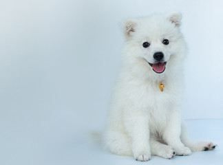 Young puppy Spitz looks at the camera on white background, white dog