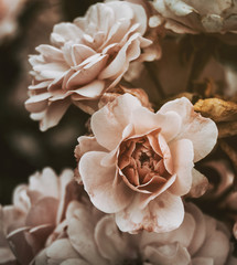 pink roses with vintage effect