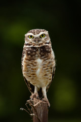 Portrait of a cute Burrowing Owl (Athene cunicularia) sitting on a pole against blurred forest background in a sunny day. Environment concept. Brazil.