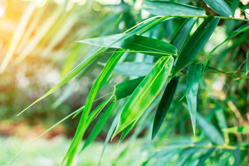 Fototapeta na wymiar Bamboo leaves at sunlight.