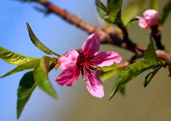 Peach blossom, blooming peach branch, against a background of green blurred background