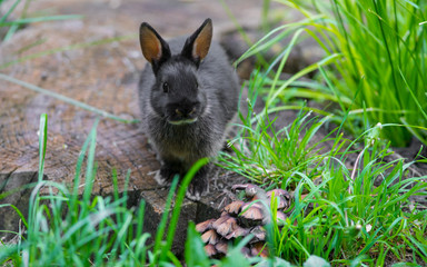 black rabbit on the lawn