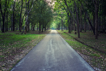Road straight into the forest