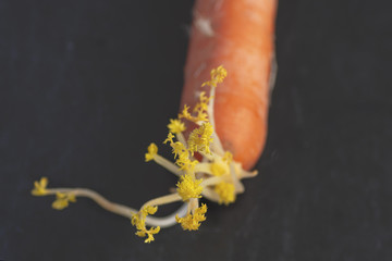 carrot on a dark background leaves