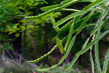 Dragon fruit flower.
