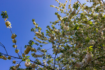Blossom in sky