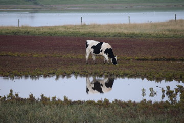 Kuh, K&uuml;ste, Butjadingen