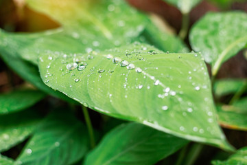 Drops on leaves.