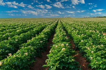 Photo sur Aluminium Campagne Pommes de terre poussant dans une région rurale de l& 39 Île-du-Prince-Édouard, Canada, champ.