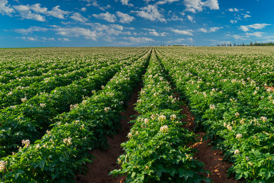 Fototapeta Potatoes growing in a rural Prince Edward Island, Canada, field.