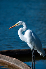 The great egret (Ardea alba) 