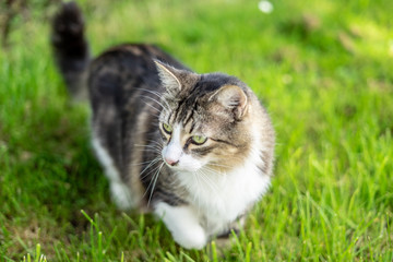 Naklejka na ściany i meble Norwegian Forest Cat in Grass