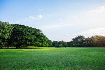 Fototapeta na wymiar Trees and lawns in park.