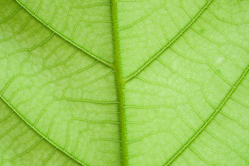 Fototapeta na wymiar Texture of green leaf nature background