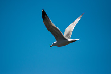 seagull flying in the air