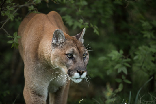 Mountain Lion