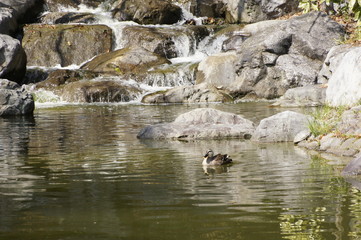 池で休むカルガモ