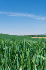 Fototapeta premium Grünes Feld mit blauem himmel