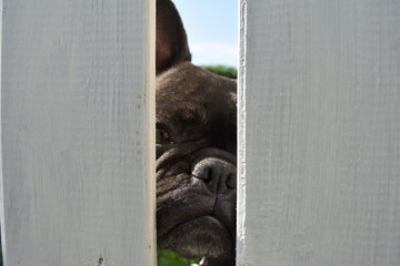 bulldog francese dietro la recinzione