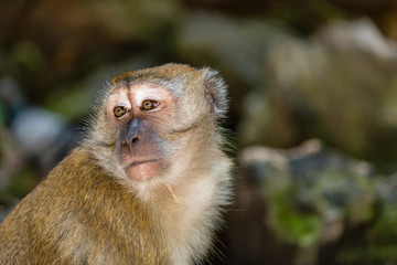 Macaque Monkey inside the Batu Caves in Malaysia