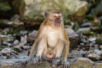 Macaque Monkey inside the Batu Caves in Malaysia