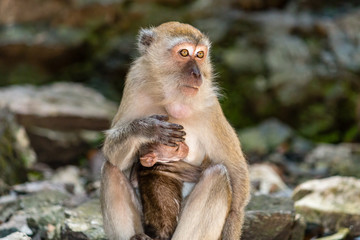 Macaque Monkey inside the Batu Caves in Malaysia
