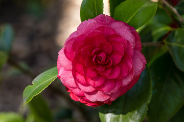 Contessa Lavinia Maggie