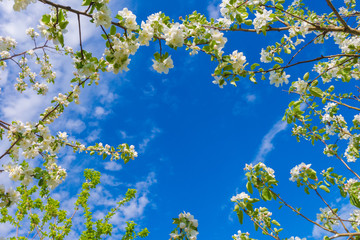 Flowering tree branches of an apple tree close-up against a blue sky background