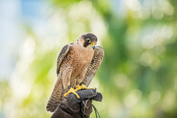 peregrine falcon Perching