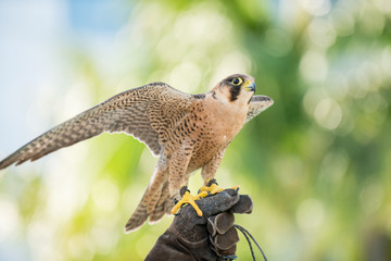 peregrine falcon Perching