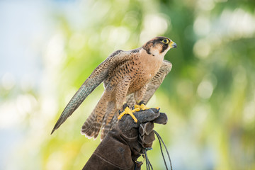 peregrine falcon Perching